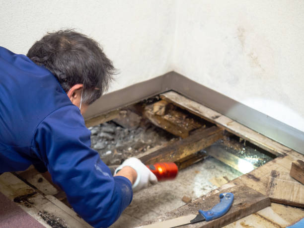 Best Same-Day Mold Removal  in Glassmanor, MD