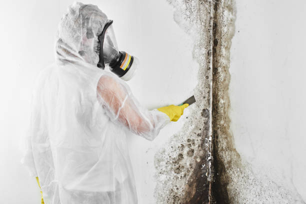 Mold Removal and Inspection in Glassmanor, MD