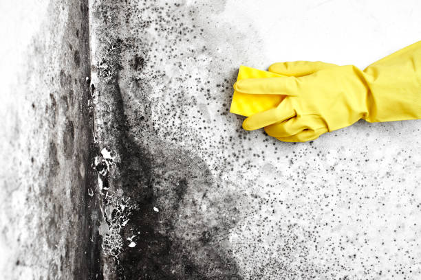 Best Mold Testing  in Glassmanor, MD