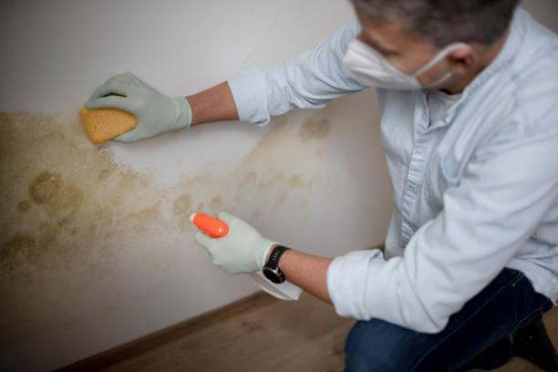 Mold Testing and Removal in Glassmanor, MD