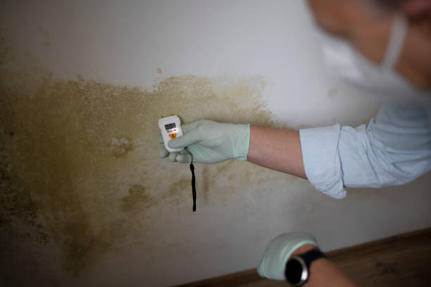 Certified Mold Removal in Glassmanor, MD