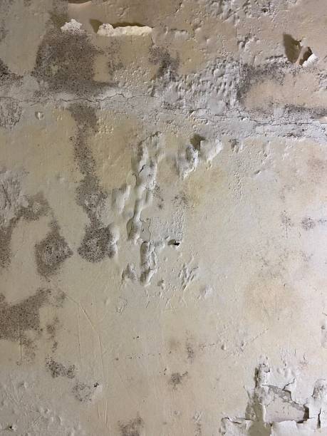 Best Home Mold Removal  in Glassmanor, MD