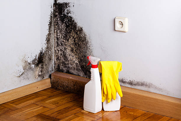 Trusted Glassmanor, MD Mold Removal Experts