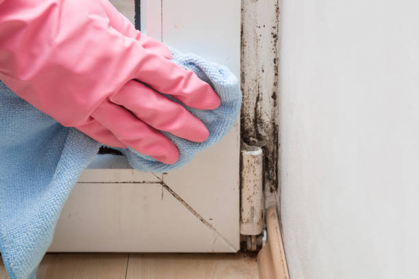 Best Affordable Mold Removal  in Glassmanor, MD